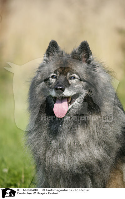 Deutscher Wolfsspitz Portrait / Keeshond Portrait / RR-20499