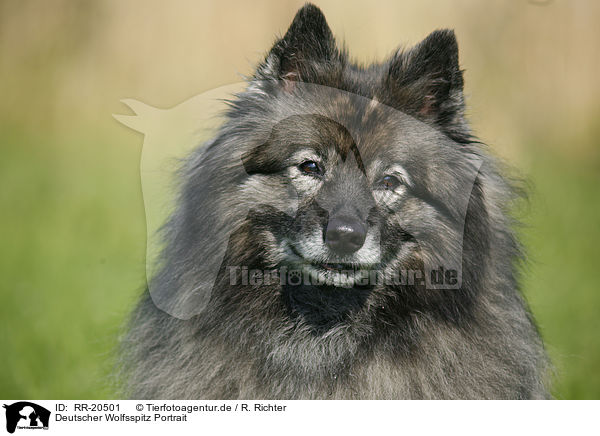 Deutscher Wolfsspitz Portrait / RR-20501