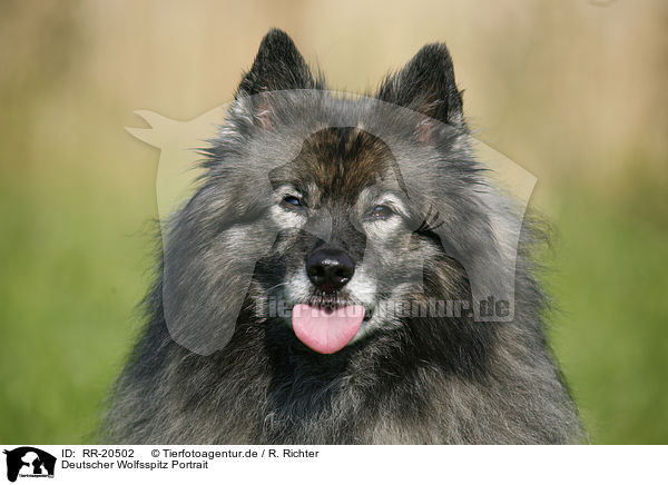 Deutscher Wolfsspitz Portrait / RR-20502