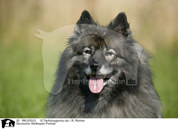 Deutscher Wolfsspitz Portrait / Keeshond Portrait / RR-20503