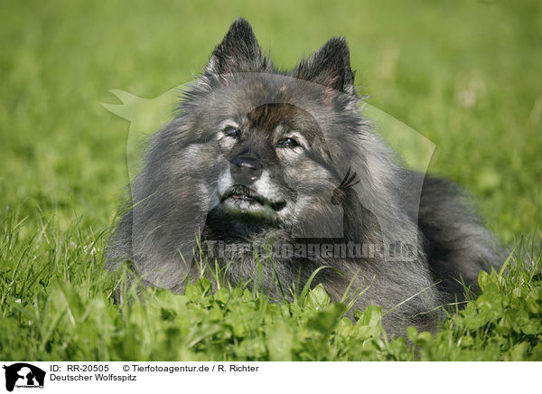 Deutscher Wolfsspitz / Keeshond / RR-20505