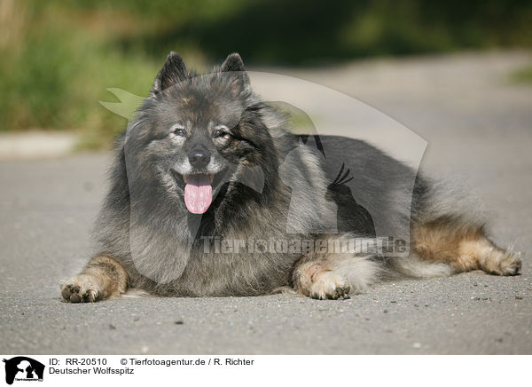 Deutscher Wolfsspitz / RR-20510