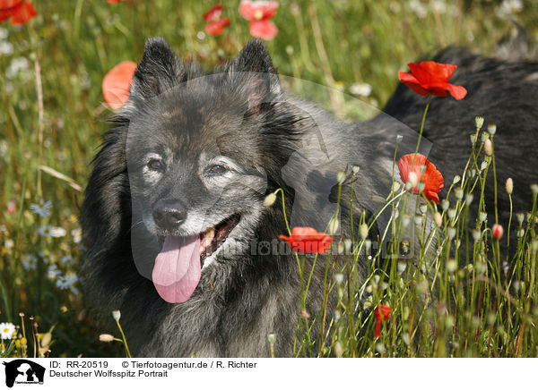 Deutscher Wolfsspitz Portrait / RR-20519