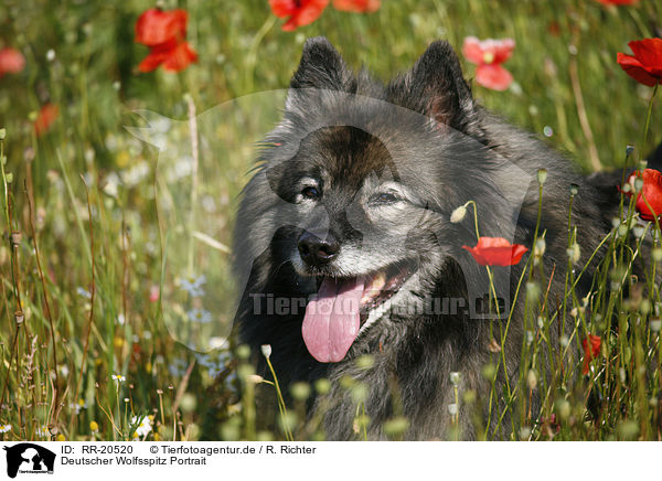 Deutscher Wolfsspitz Portrait / Keeshond Portrait / RR-20520