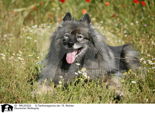 Deutscher Wolfsspitz / RR-20525