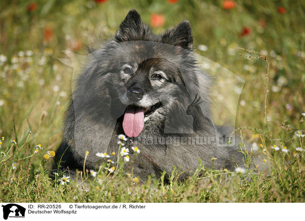 Deutscher Wolfsspitz / Keeshond / RR-20526