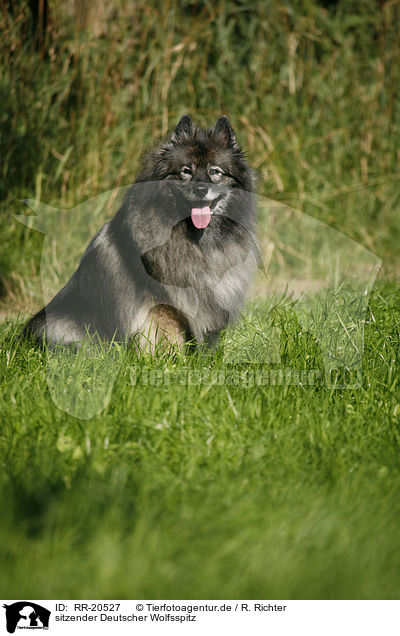 sitzender Deutscher Wolfsspitz / RR-20527