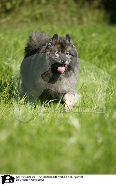 Deutscher Wolfsspitz / Keeshond / RR-20529