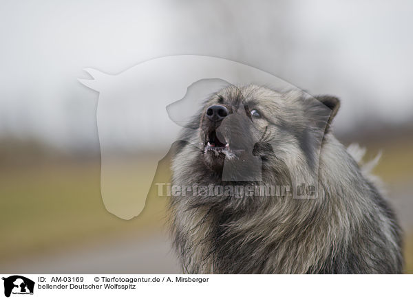 bellender Deutscher Wolfsspitz / barking Keeshond / AM-03169