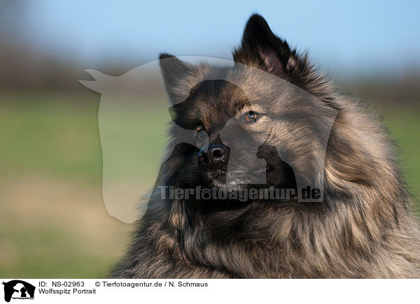 Wolfsspitz Portrait / NS-02963