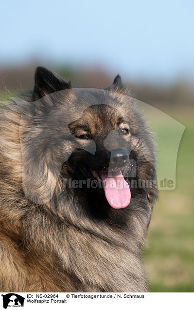 Wolfsspitz Portrait / Keeshond Portrait / NS-02964