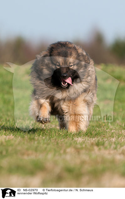 rennender Wolfsspitz / running Keeshond / NS-02970