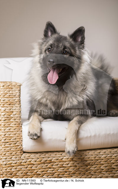 liegender Wolfsspitz / lying Keeshond / NN-11560