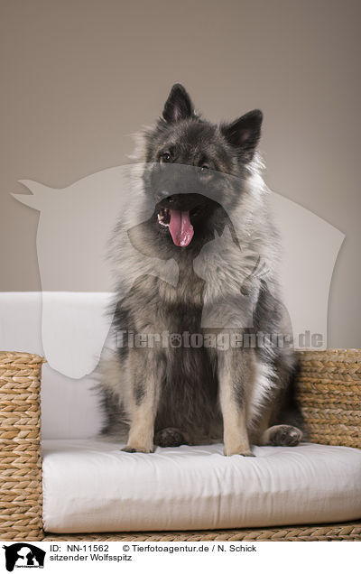 sitzender Wolfsspitz / NN-11562