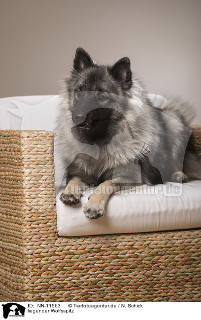 liegender Wolfsspitz / lying Keeshond / NN-11563