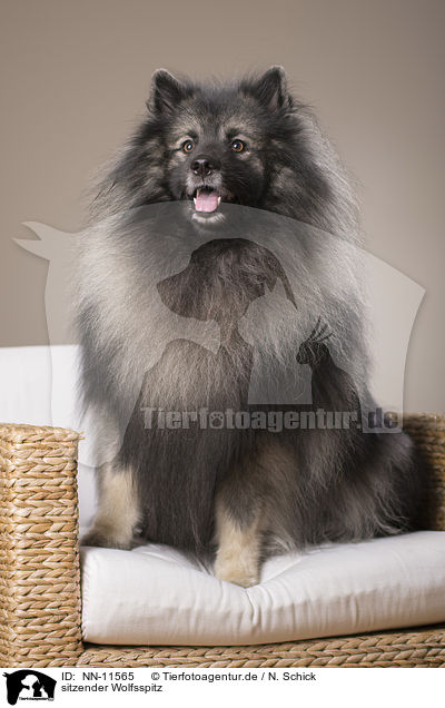 sitzender Wolfsspitz / sitting Keeshond / NN-11565