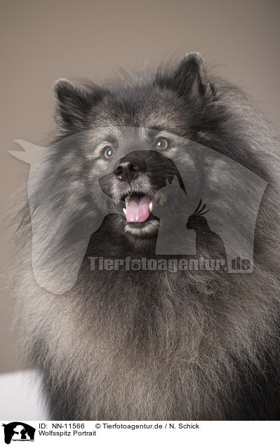 Wolfsspitz Portrait / NN-11566