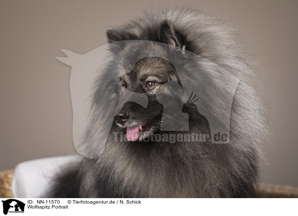 Wolfsspitz Portrait / Keeshond Portrait / NN-11570