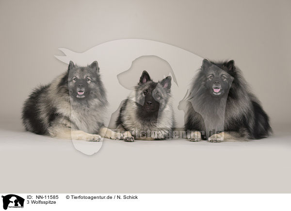 3 Wolfsspitze / 3 Keeshonds / NN-11585