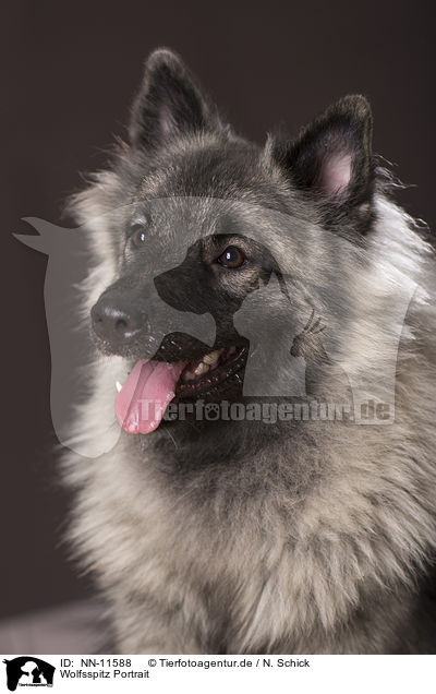 Wolfsspitz Portrait / NN-11588