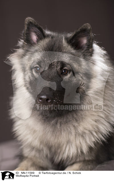Wolfsspitz Portrait / NN-11589