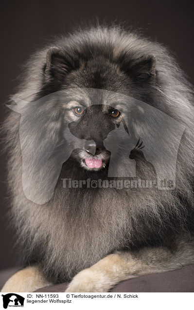 liegender Wolfsspitz / NN-11593