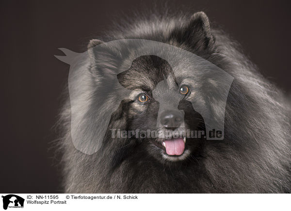 Wolfsspitz Portrait / NN-11595