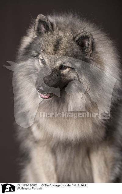 Wolfsspitz Portrait / NN-11602