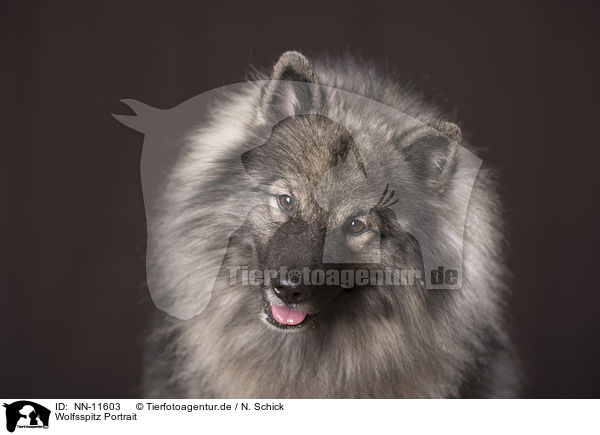Wolfsspitz Portrait / NN-11603