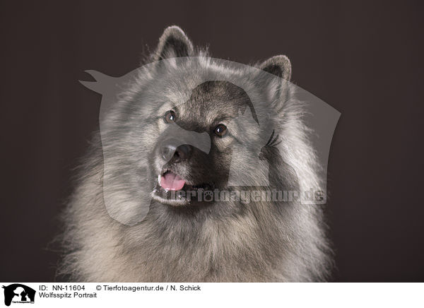 Wolfsspitz Portrait / NN-11604