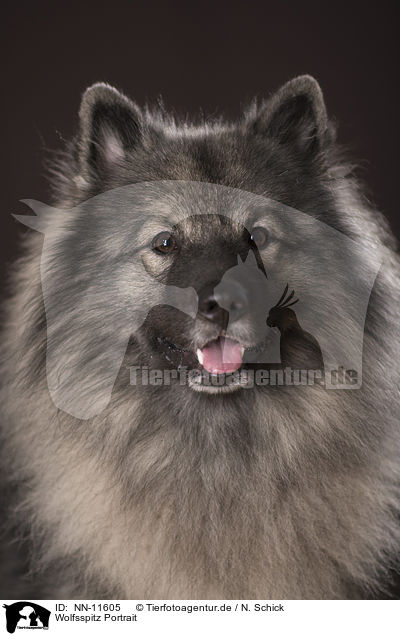 Wolfsspitz Portrait / NN-11605