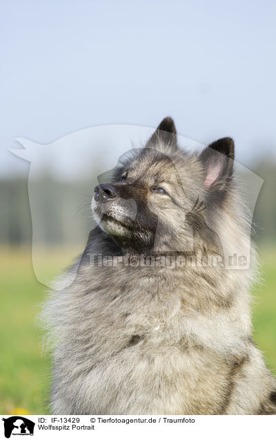 Wolfsspitz Portrait / IF-13429