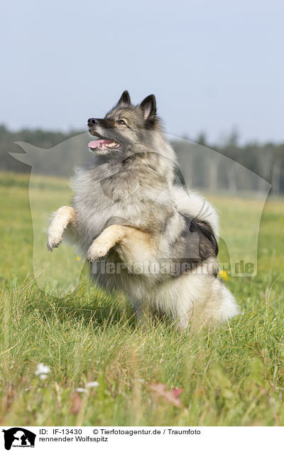 rennender Wolfsspitz / running Keeshond / IF-13430
