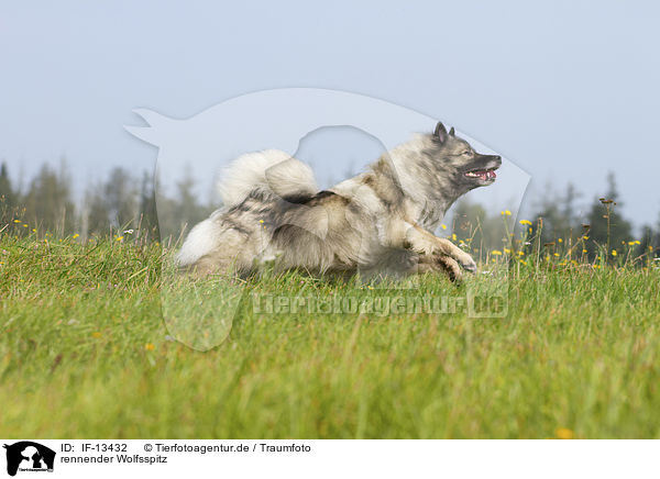 rennender Wolfsspitz / running Keeshond / IF-13432