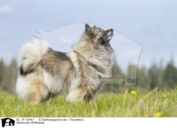 stehender Wolfsspitz / standing Keeshond / IF-13441