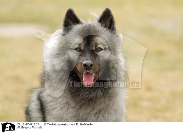 Wolfsspitz Portrait / EHO-01203