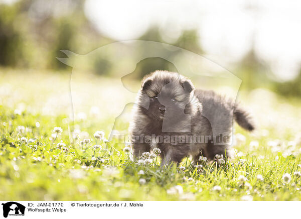 Wolfsspitz Welpe / Keeshond Puppy / JAM-01770