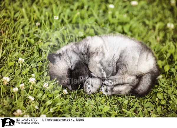 Wolfsspitz Welpe / Keeshond Puppy / JAM-01779