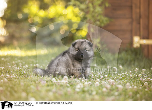 Wolfsspitz Welpe / Keeshond Puppy / JAM-02939