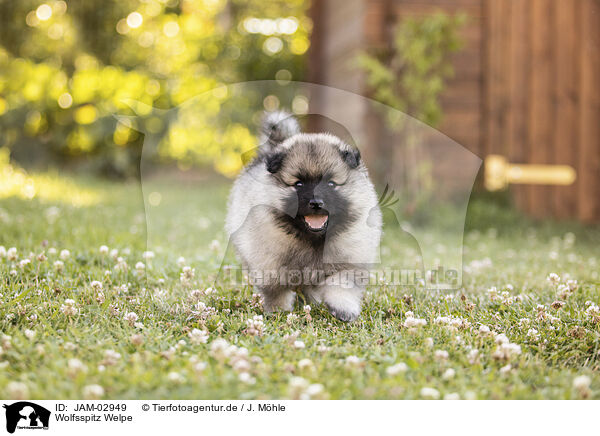 Wolfsspitz Welpe / Keeshond Puppy / JAM-02949