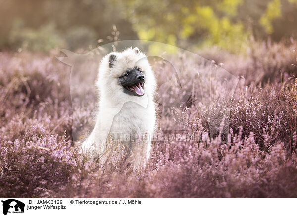 junger Wolfsspitz / young Keeshond / JAM-03129