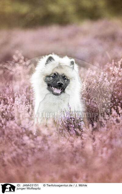 junger Wolfsspitz / young Keeshond / JAM-03151