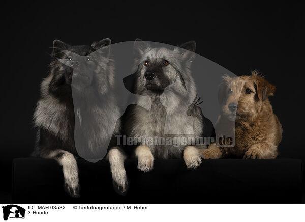 3 Hunde / 3 dogs / MAH-03532