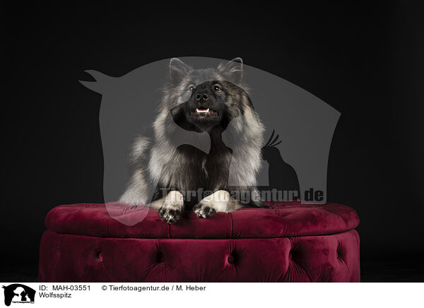 Wolfsspitz / MAH-03551