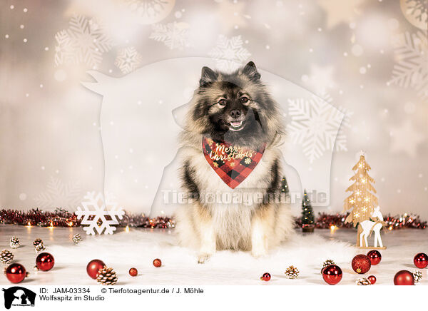 Wolfsspitz im Studio / Keeshond in studio / JAM-03334