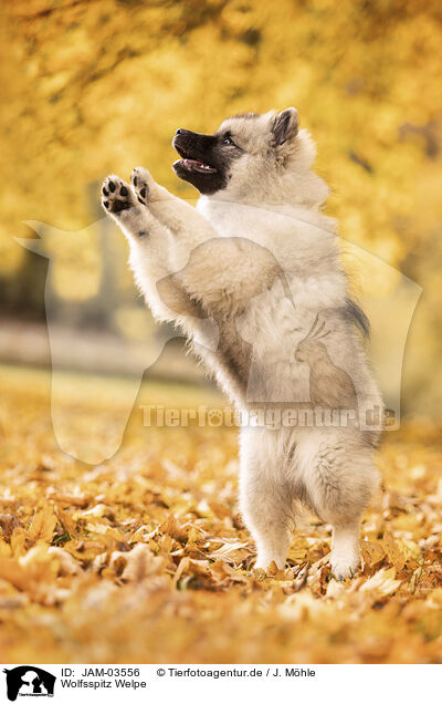 Wolfsspitz Welpe / Keeshond Puppy / JAM-03556