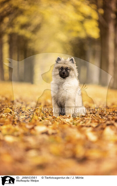 Wolfsspitz Welpe / Keeshond Puppy / JAM-03561