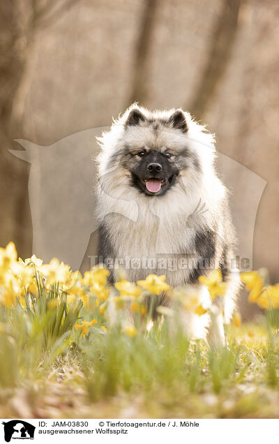 ausgewachsener Wolfsspitz / adult Keeshond / JAM-03830