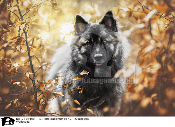 Wolfsspitz / Keeshond / LT-01460