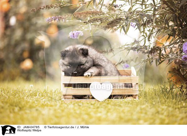 Wolfsspitz Welpe / Keeshond Puppy / JAM-04785